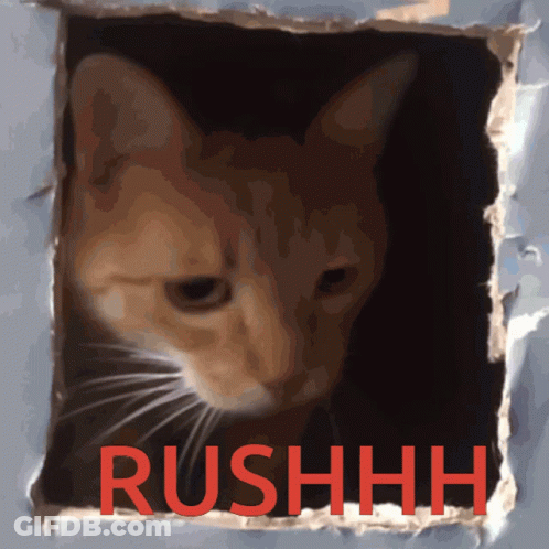 A Picture Of A Cat In A Hole With The Word Rushhh On It GIF