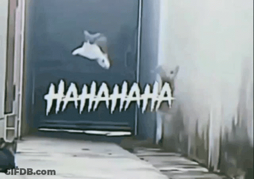 A Picture Of A Cat Jumping Out Of A Door With The Words " Hahahaha " Written In White GIF