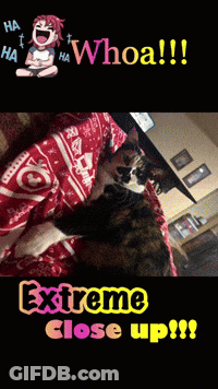 A Picture Of A Cat Laying On A Bed With The Words Extreme Close Up On The Bottom GIF
