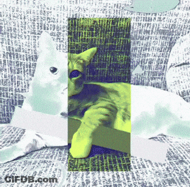 A Picture Of A Cat Laying On A Couch With A Green Stripe GIF