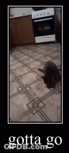 A Picture Of A Cat Laying On A Tiled Floor With The Words Gotta Go Below It GIF