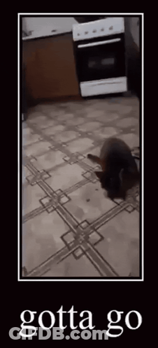 A Picture Of A Cat Laying On A Tiled Floor With The Words Gotta Go On The Bottom GIF