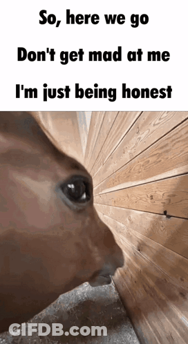 Cat Looking Through Hole In Wooden Wall GIF