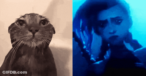 A Picture Of A Cat Next To A Picture Of A Person Swimming GIF
