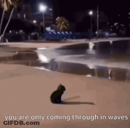 A Picture Of A Cat On A Beach With The Words You Are Only Coming Through In Waves GIF