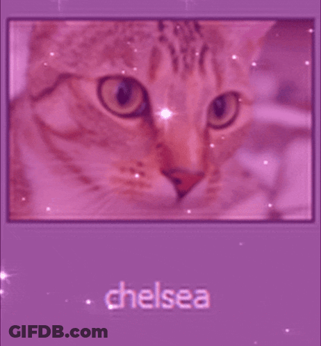 A Picture Of A Cat On A Purple Background With The Name Chelsea On The Bottom GIF