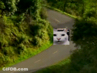 A Picture Of A Cat On A Road With Trees On The Side GIF
