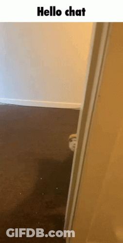 A Picture Of A Cat Peeking Out Of A Door With The Words Hello Chat Below It GIF