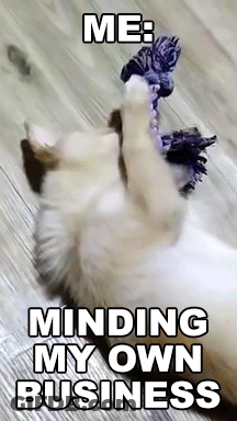 A Picture Of A Cat Playing With A Rope With The Caption " Me Minding My Own Business " GIF