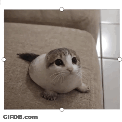 A Picture Of A Cat Sitting On A Couch With Circles Around It GIF