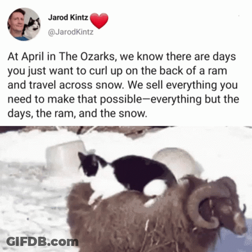 A Picture Of A Cat Sitting On Top Of A Ram With A Tweet By Jarod Kitz GIF