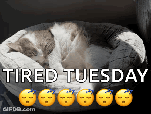 A Picture Of A Cat Sleeping In A Bed With The Words Tired Tuesday Above It GIF