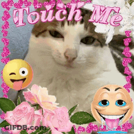 A Picture Of A Cat Surrounded By Flowers And Smiley Faces Says Touch Me GIF