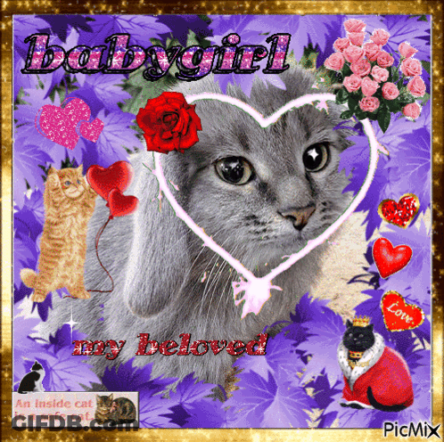 A Picture Of A Cat Surrounded By Hearts And Roses With The Caption Babygirl My Beloved GIF