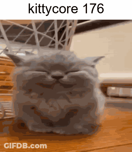 A Picture Of A Cat That Says Kittycore 176 On The Bottom GIF