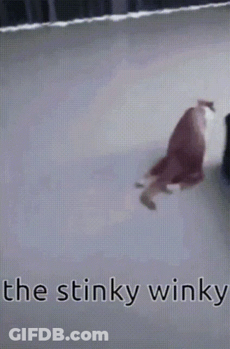 A Picture Of A Cat That Says The Stinky Winky On It GIF