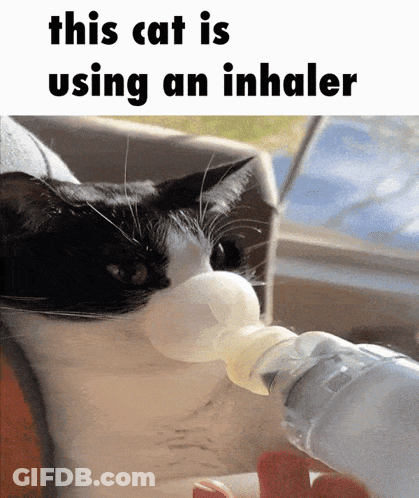 A Picture Of A Cat Using An Inhaler GIF
