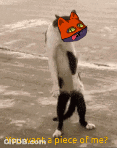 A Picture Of A Cat Walking On The Beach With The Words " You Want A Piece Of Me " Below It GIF