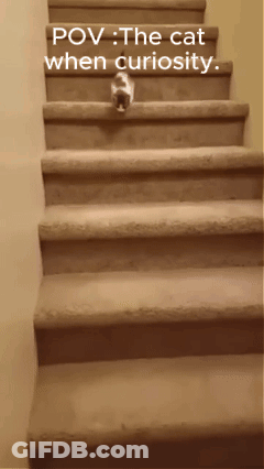 A Picture Of A Cat Walking Up A Set Of Stairs With The Caption Pov The Cat When Curiosity GIF
