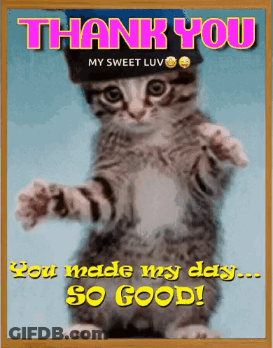 A Picture Of A Cat Wearing A Hat That Says Thank You GIF