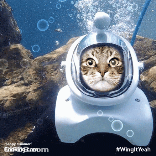A Picture Of A Cat Wearing An Underwater Helmet With Booking.com Written On The Bottom GIF