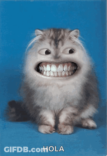 A Picture Of A Cat With A Big Smile And The Word Hola Under It GIF