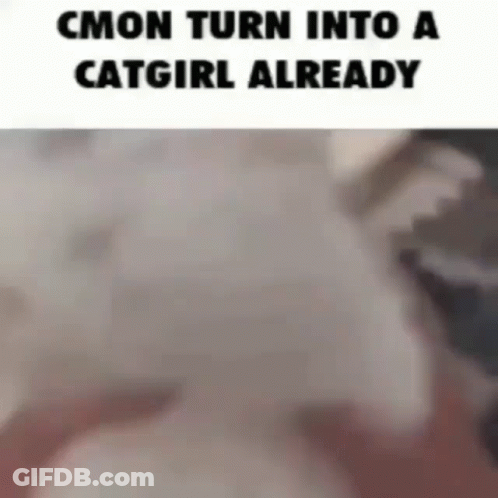 A Picture Of A Cat With A Caption That Says " Cmon Turn Into A Catgirl Already " GIF