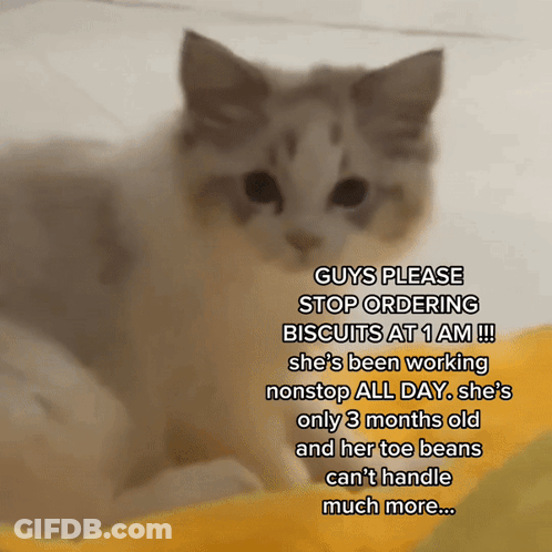 A Picture Of A Cat With A Caption That Says Guys Please Stop Ordering Biscuits At 1 Am GIF