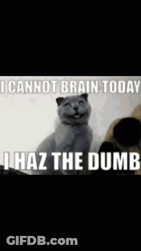A Picture Of A Cat With A Caption That Says I Cannot Brain Today I Haz The Dumb GIF