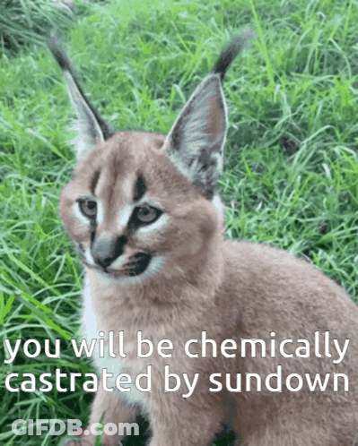 A Picture Of A Cat With A Caption That Says You Will Be Chemically Castrated By Sundown GIF