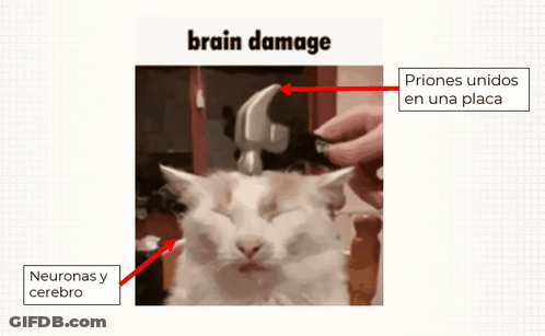 A Picture Of A Cat With A Hammer On Its Head And The Words Brain Damage On The Top GIF
