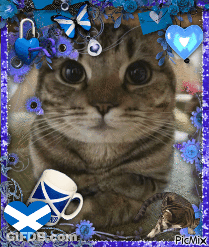 A Picture Of A Cat With A Scottish Flag And A Cup Of Tea GIF