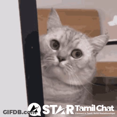 A Picture Of A Cat With A Star Tamil Chat Logo Behind It GIF