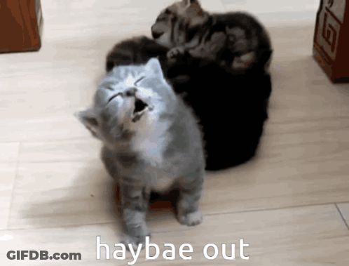 A Picture Of A Cat With Haybae Out Written On It GIF
