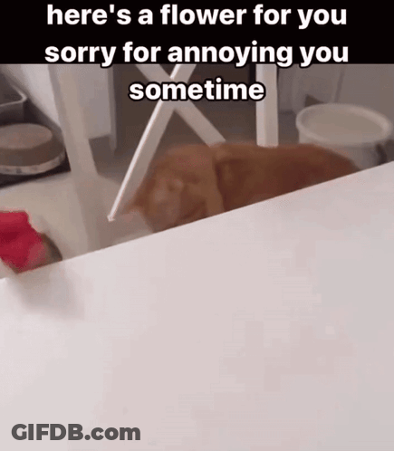 A Picture Of A Cat With The Caption Here 'S A Flower For You Sorry For Annoying You Sometimes GIF