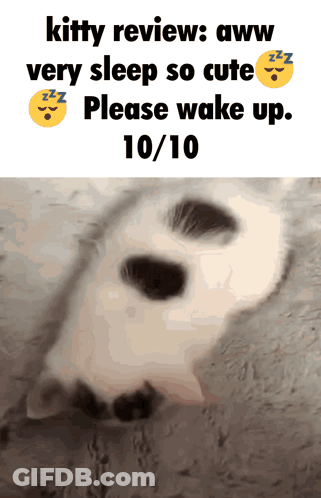 A Picture Of A Cat With The Caption Kitty Review Aww Very Sleep So Cute Please Wake Up GIF