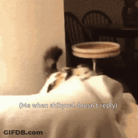 A Picture Of A Cat With The Caption Me When Shibynal Doesn 'T Reply GIF