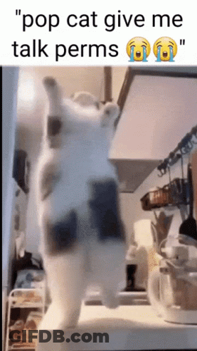 A Picture Of A Cat With The Caption " Pop Cat Give Me Talk Perms " On It GIF