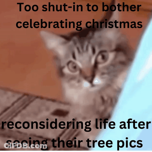 A Picture Of A Cat With The Caption " Too Shut-In To Bother Celebrating Christmas " GIF