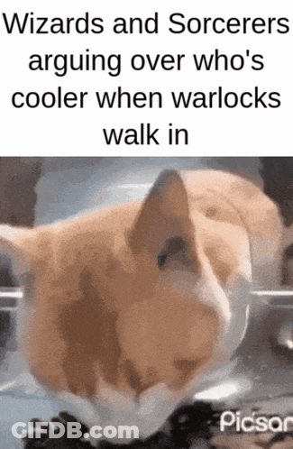 A Picture Of A Cat With The Caption Wizards And Sorcerers Arguing Over Who 'S Cooler When Warlocks Walk In . GIF