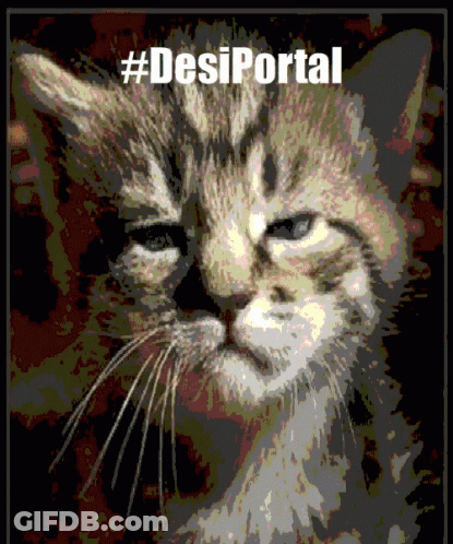 A Picture Of A Cat With The Hashtag #Desiportal On It GIF