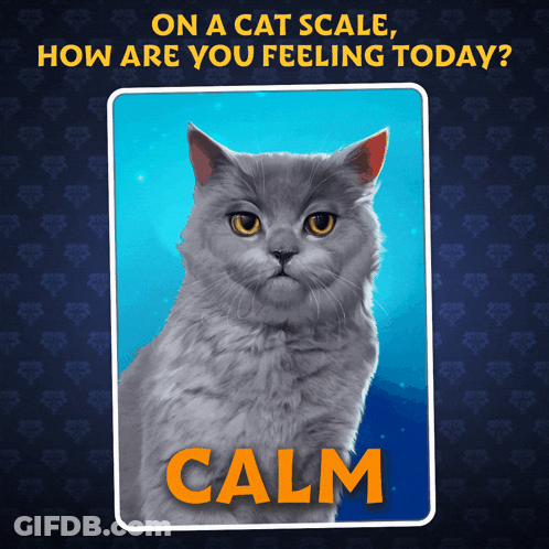 A Picture Of A Cat With The Word Calm In Orange GIF