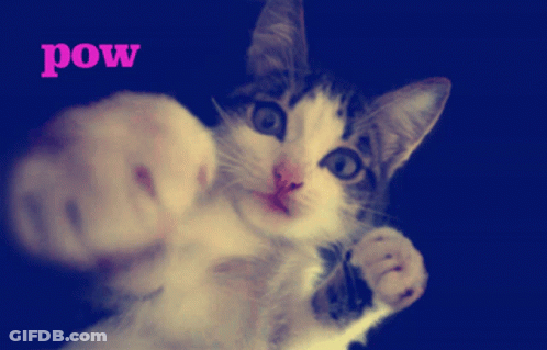 A Picture Of A Cat With The Word Pow Written On It GIF