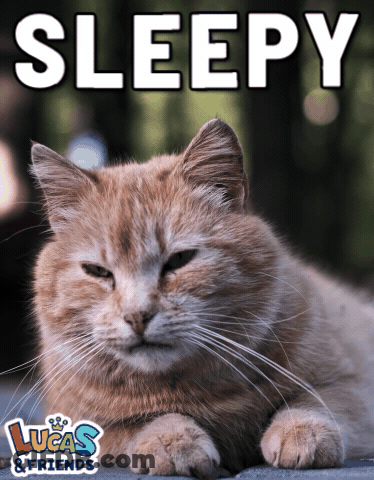 A Picture Of A Cat With The Word Sleepy On It GIF