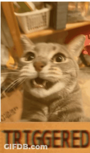 A Picture Of A Cat With The Word Triggered In The Corner GIF