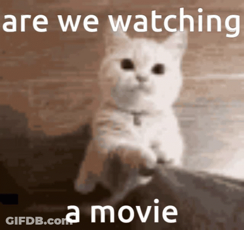 A Picture Of A Cat With The Words Are We Watching A Movie Below It GIF