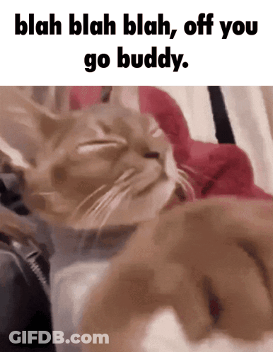 A Picture Of A Cat With The Words Blah Blah Blah Off You Go Buddy Below It GIF
