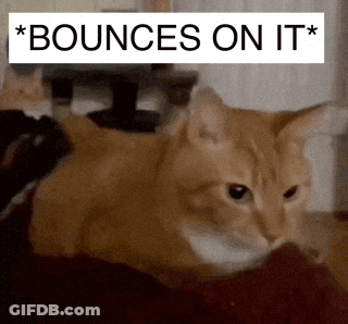 A Picture Of A Cat With The Words " Bounces On It " GIF