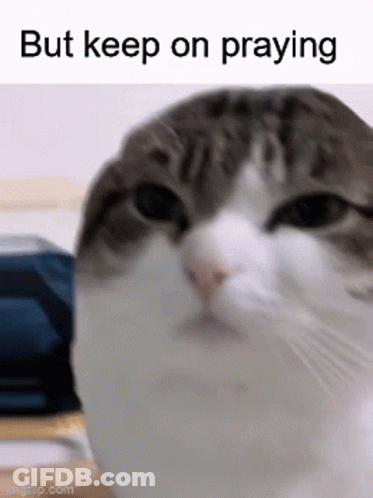 A Picture Of A Cat With The Words But Keep On Praying Below It GIF