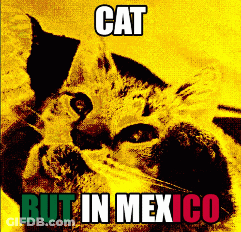 A Picture Of A Cat With The Words Cat But In Mexico On It GIF